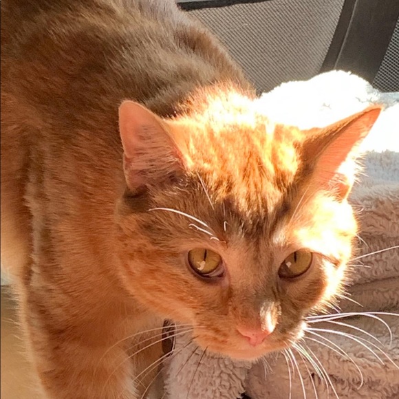 Meet your Posher, Justine - Picture 1 of 1